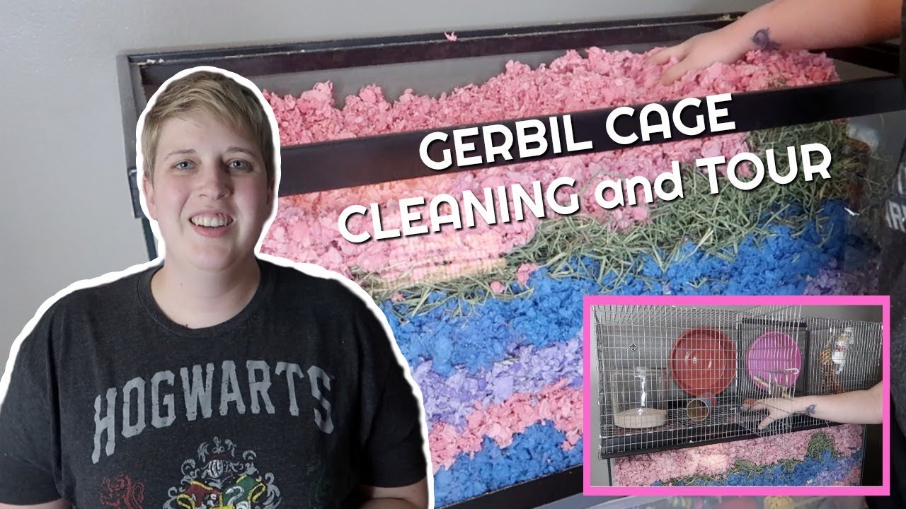 CLEANING MY GERBILS' CAGE