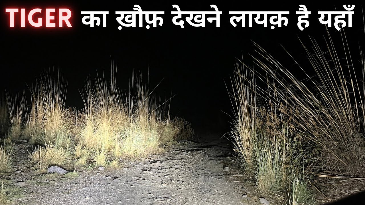 Tiger Alarm Call in Forest | Night Drive Jim Corbett National Park | Tiger Attack | Tiger Encounter