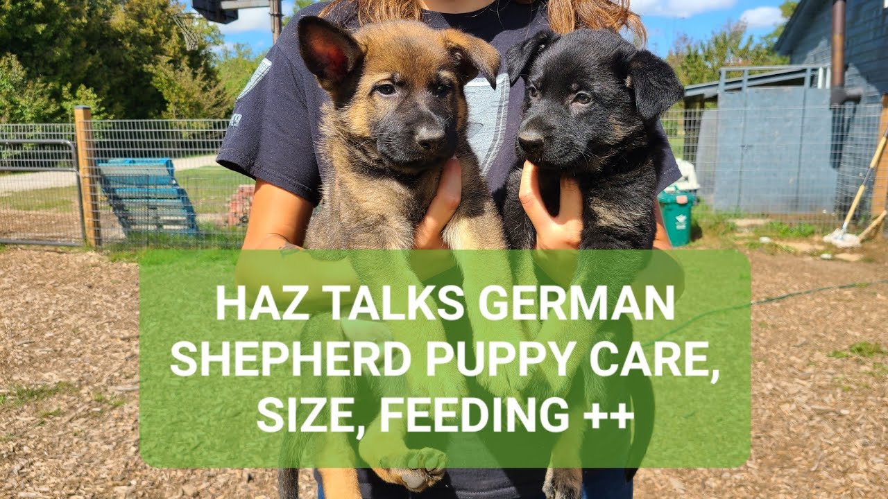 Taking a LITTER of GSD puppies for a walk and talk
