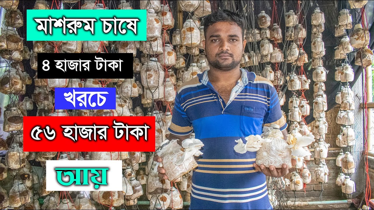 মাশরুম চাষে ৪ হাজার টাকা খরচ করে, ৫৬ হাজার টাকা আয় - Mushroom Farming in Bd - পর্ব ৩৩ - কৃষি বিচিত্র