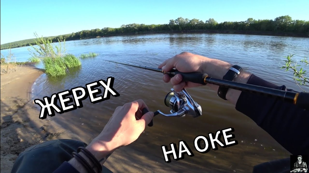 РАЗВЕДКА ПО ЖЕРЕХУ НА ОКЕ.