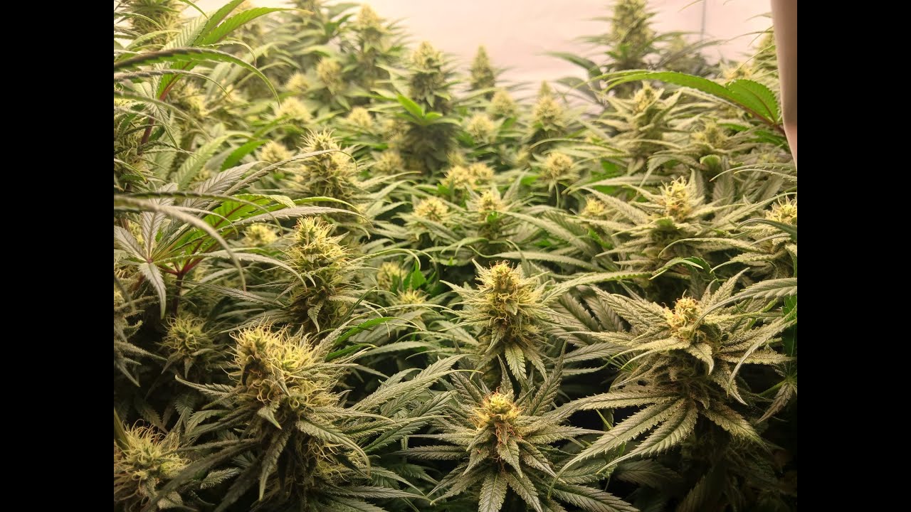 Master Kush ( White Label / Sensi Seeds ) Indoor LED Grow Slideshow Day 50 to harvest (part 2)