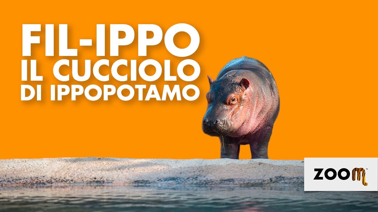 È nato un cucciolo di ippopotamo - Zoom Torino 2020