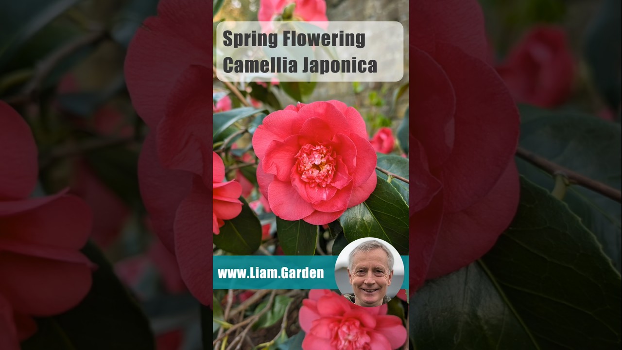 Камелии добавляют красок весной в тенистые уголки сада #садоводство #весенниецветы