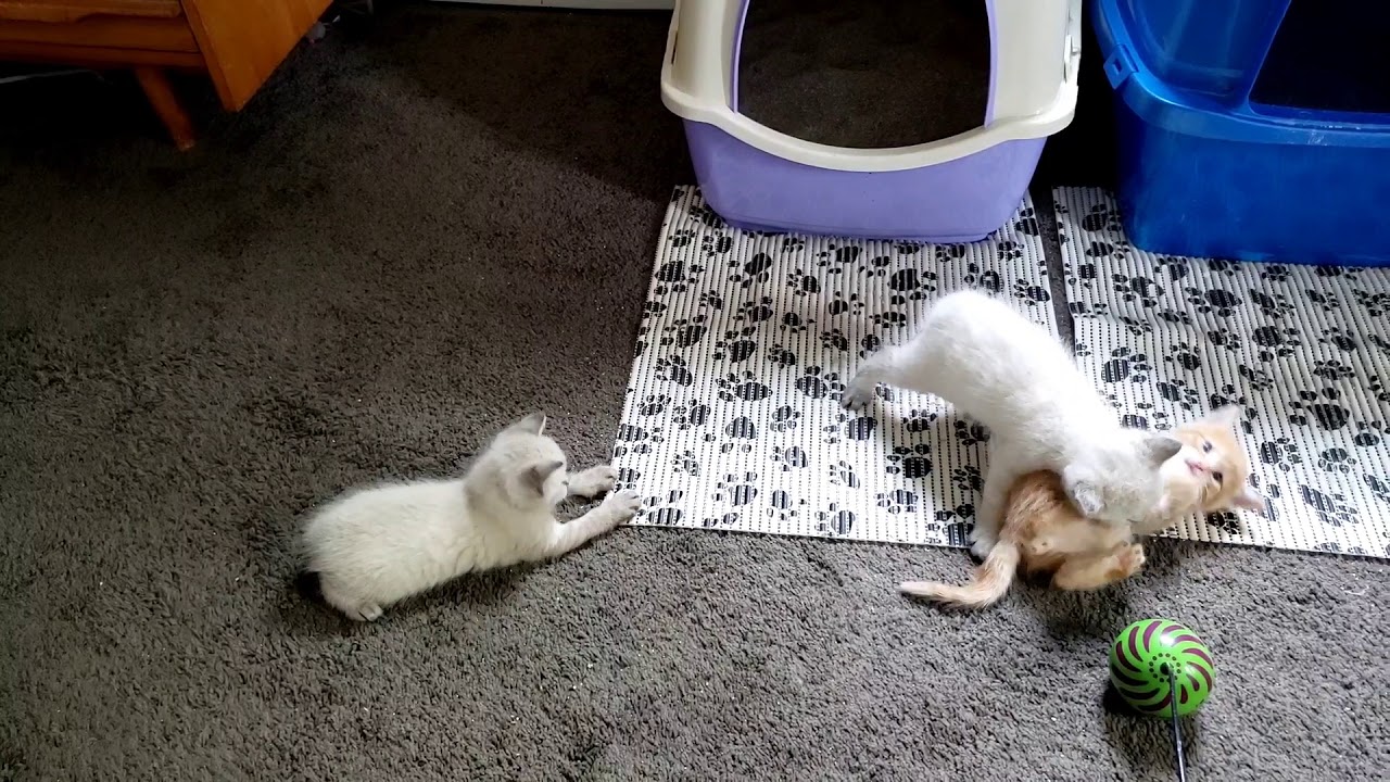 Adorable Manx kittens 4 weeks old.