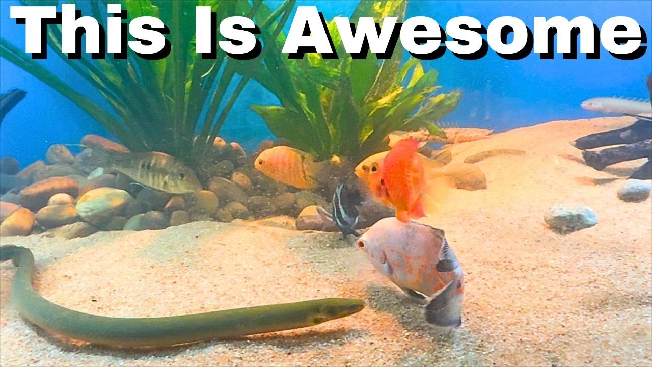 This Best Part of the Aquarium Hobby