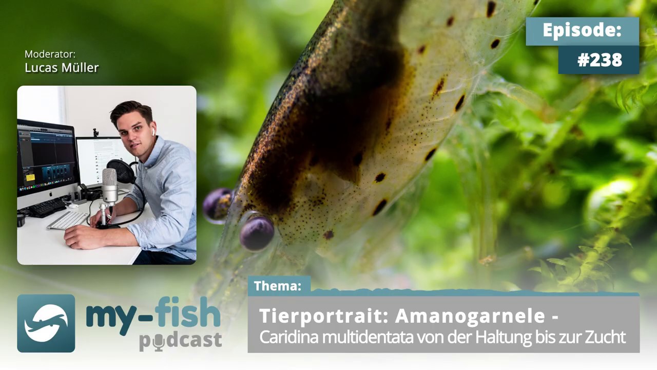 my-fish.org - Tierportrait: Amanogarnele - Caridina multidentata von der Haltung bis zur Zucht