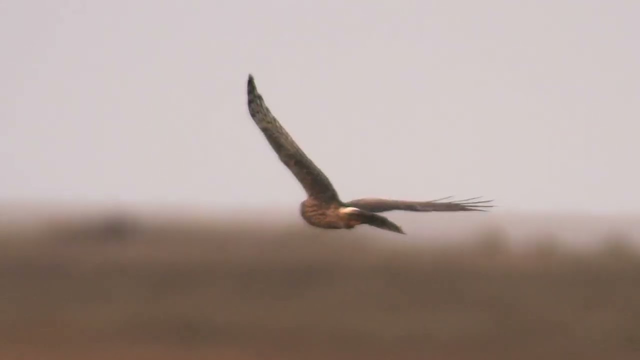 Hen Harrier Day