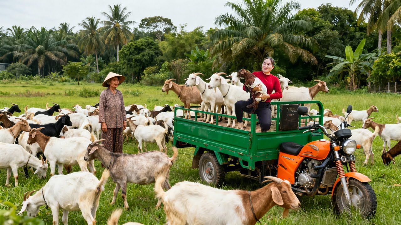 Embracing Cozy Living in the Countryside | Raising Goats and Taking Them to Market | Tiểu Huệ Daily