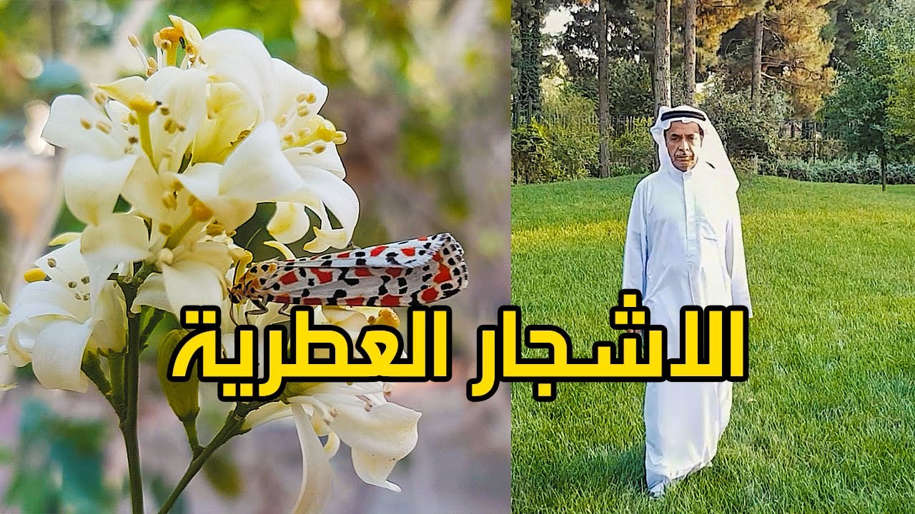 الأشجار العطرية العالمية و طرق تسميدها - Global aromatic trees