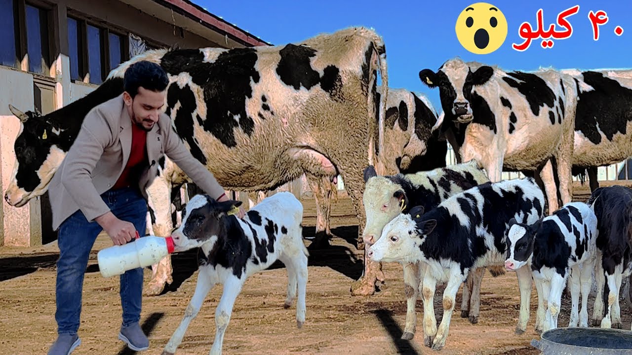 Kabul dairy Cows farm | Afghanistan | د غواګانو او شودو فارم