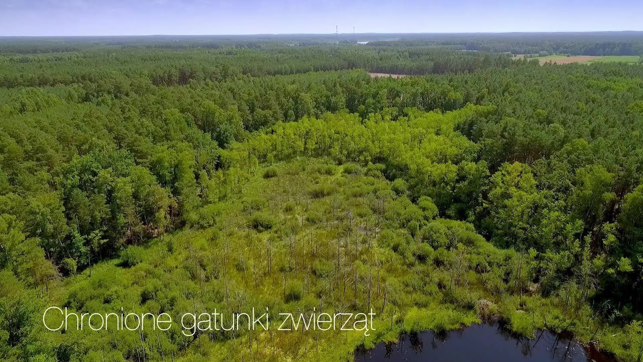 Przyroda pilskich lasów - odcinek 2 - Chronione gatunki zwierząt