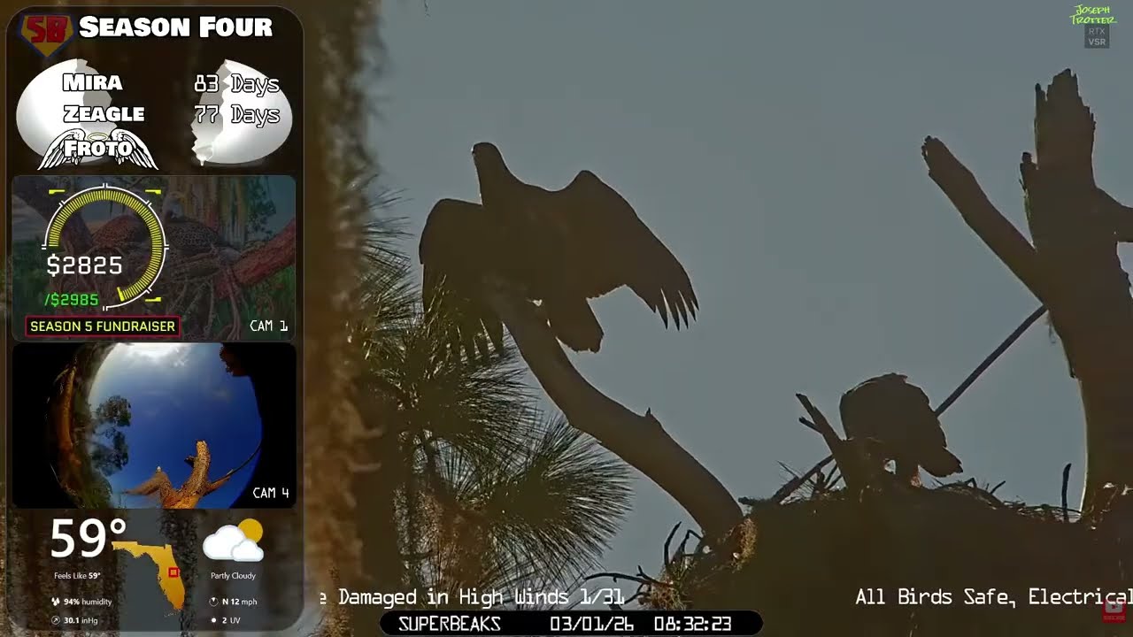 🦅Yesterday at SuperBeaks | Mar 1, 2026 - Mira is nearly ready for takeoff!🚀Wingflaps & close-ups!💕
