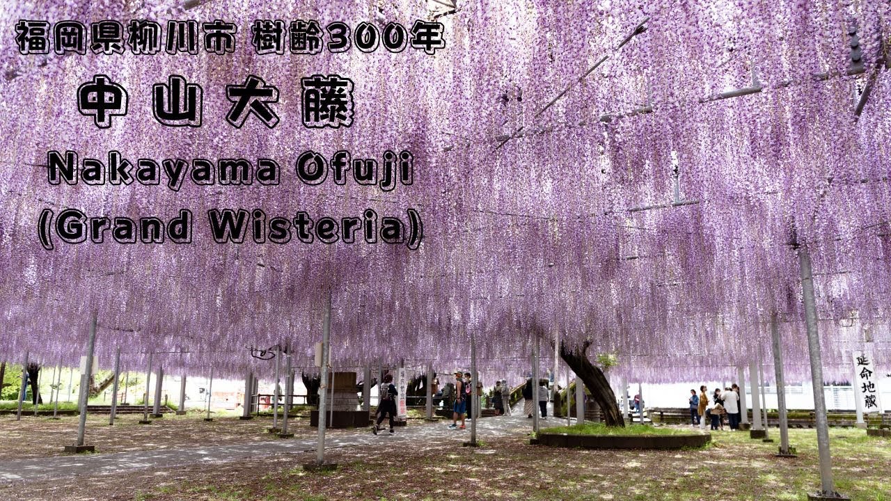 美しすぎる、樹齢300年の幻想的な藤棚！ 中山大藤まつり（福岡県柳川市） Nakayama Ofuji (Grand Wisteria) Fukuoka Travel Japan 【後編】