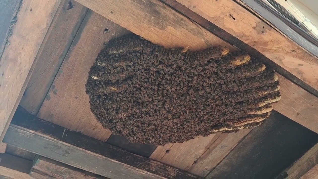Bee inside the plywood 🐝 🐝 🐝 🐝 🐝 