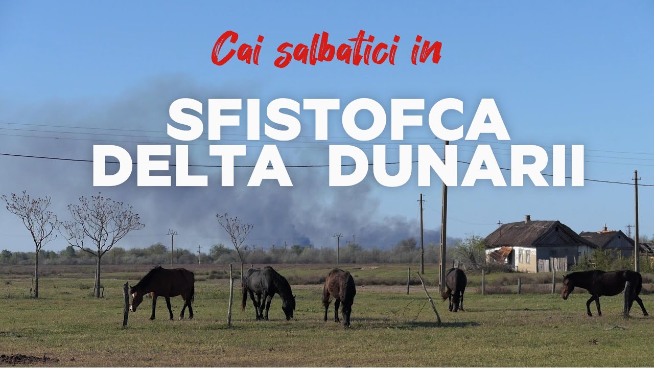 Cai salbatici in satul uitat Sfiștofca din Delta Dunării