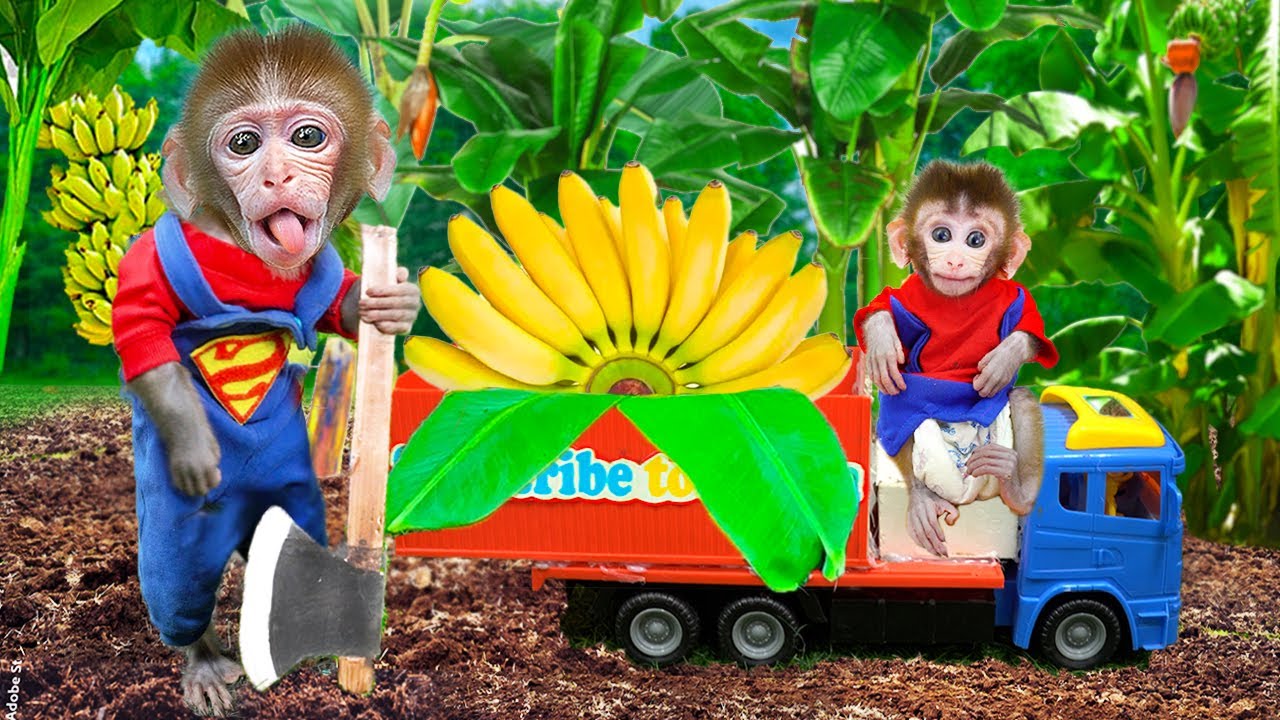 Monkey Animals harvests bananas on the farm with puppy and friends | maymun videoları