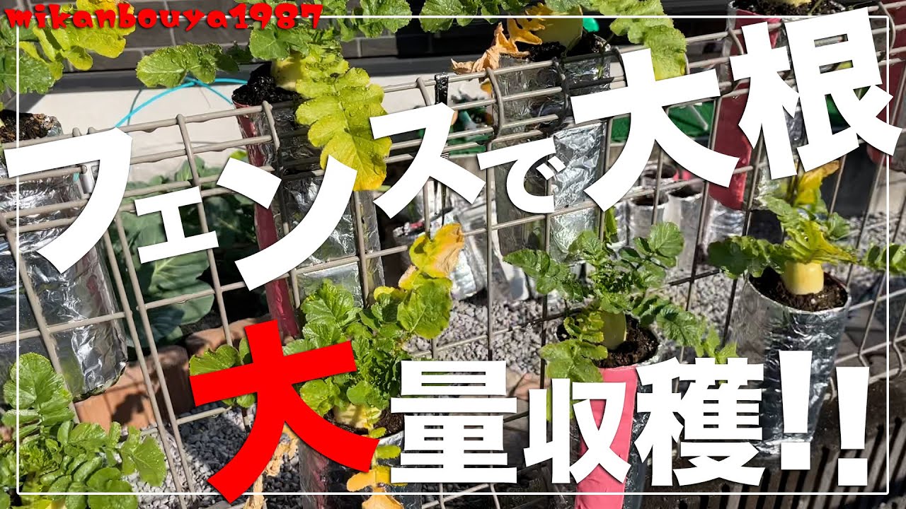 【スペース活用術】フェンスを利用してペットボトルで大根を栽培する方法！|家庭菜園初心者おすすめ！