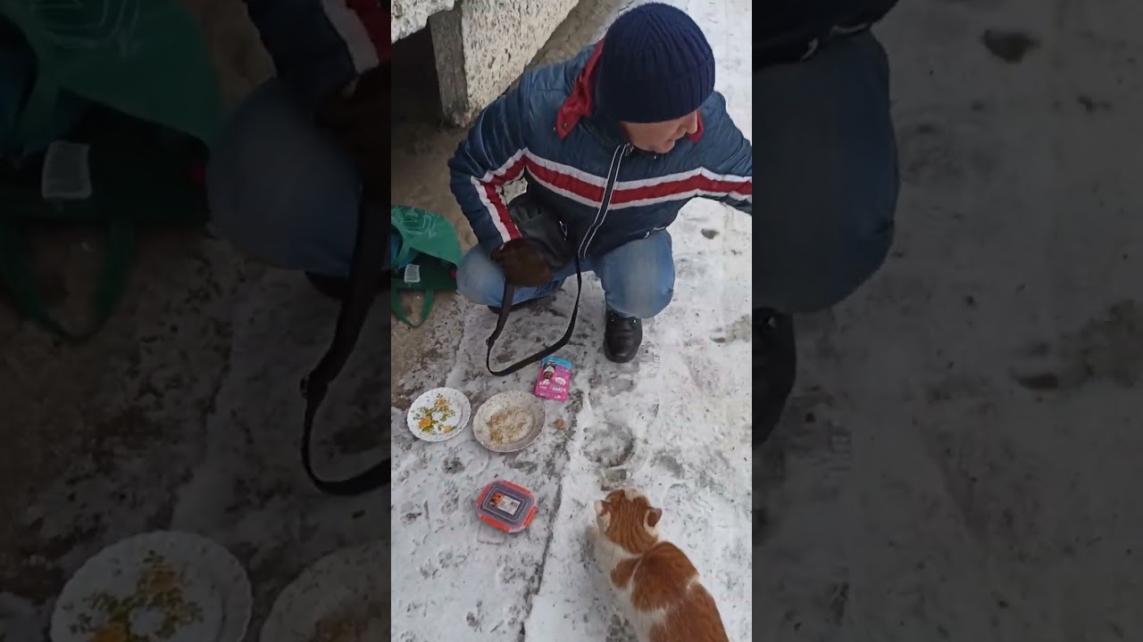 Бездомная Кошка Счастлива Нас Видеть / A Stray Cat Is Happy to See Us 🔥