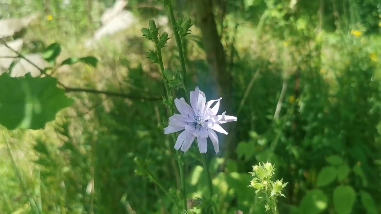 Cykoria podróżnik