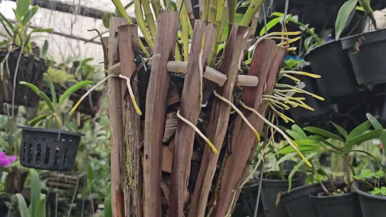 Tour pelo orquidário 