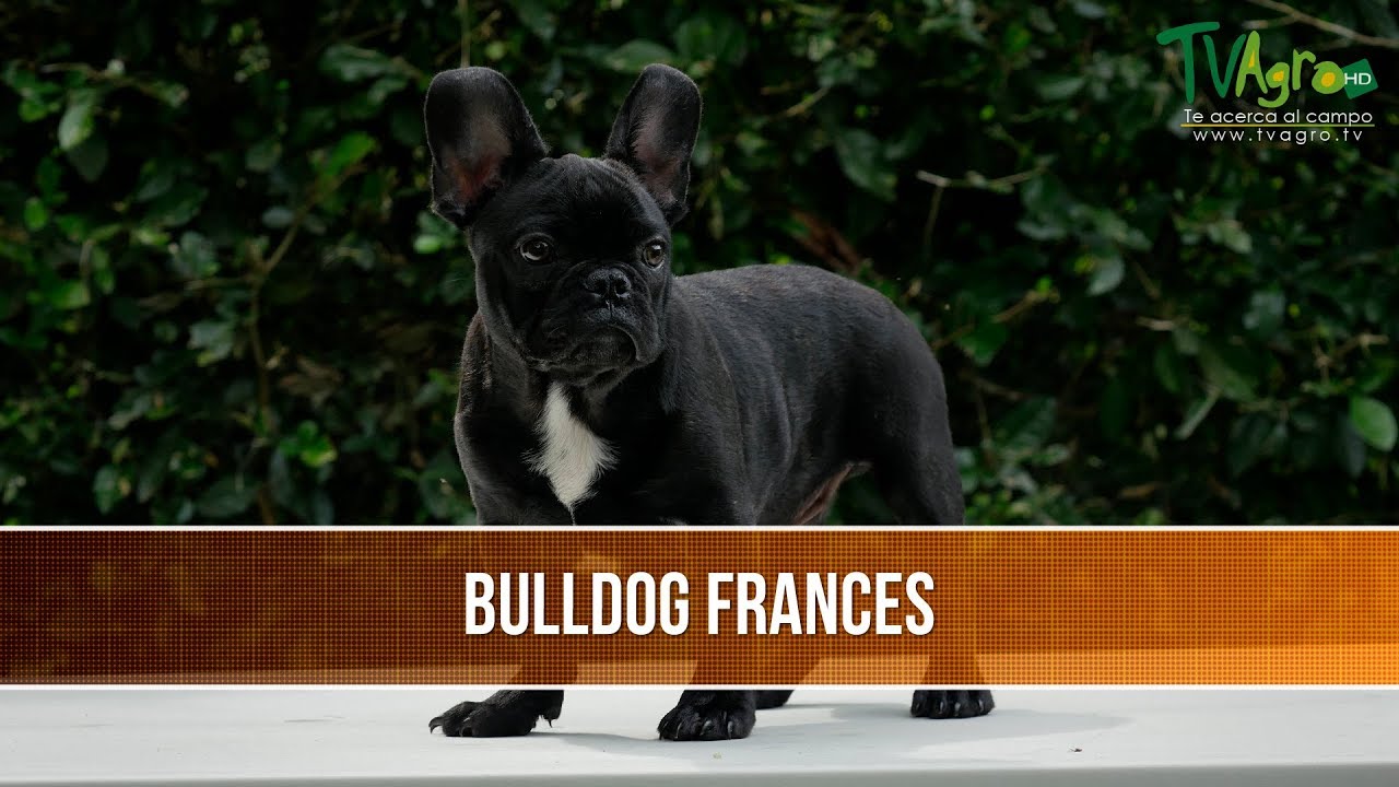 Caracteristicas de la Raza Bulldog Frances- TvAgro por Juan Gonzalo Angel
