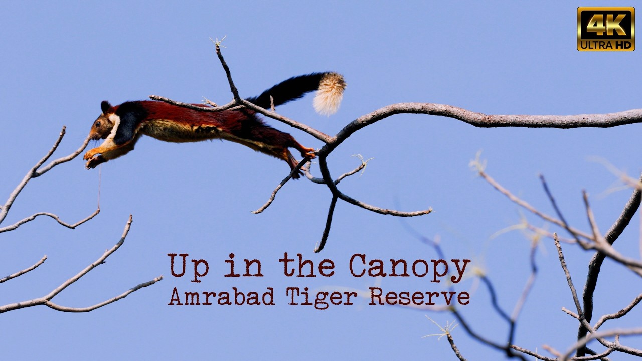 Up in the Canopy | Amrabad Tiger Reserve