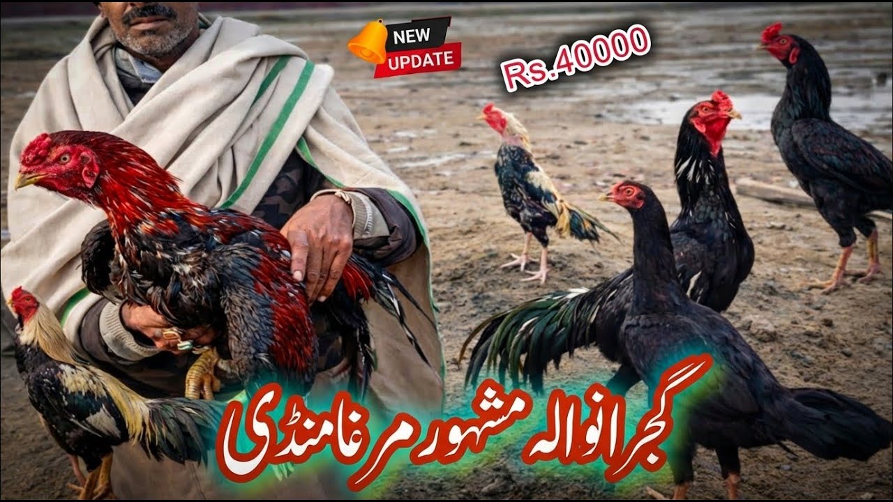 Pakistani Murga Mandi 😱 | Gujranwala Mashhoor Murga Mandi | Shamo Jora Rs.40,000 | 25-01-2026