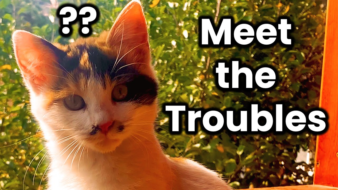 Episode 1: Turkish Cats – An Introduction with Garden Troubles