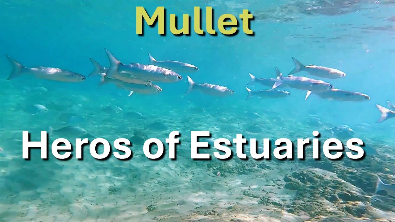 Estuary Ecosystems | Documentary Clip