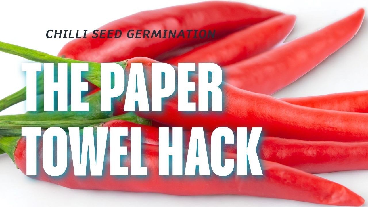 Paper Towel Hack for Chilli Seeds - Does It Actually Work?