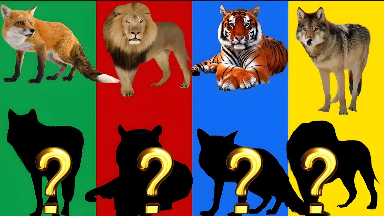 Only 1% Can Match These Animal Shadows!