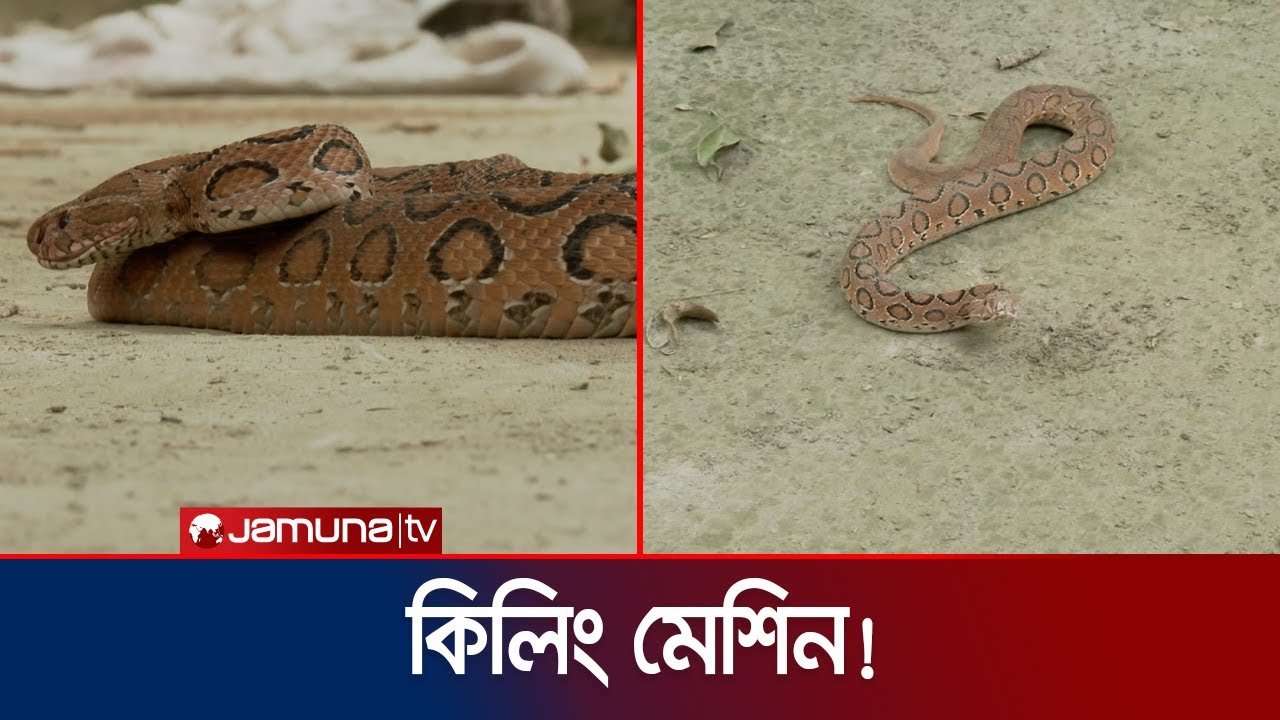 কতোটা ভয়ঙ্কর ‘কিলিং মেশিন’ রাসেল’স  ভাইপার? | Russel's Viper | Jamuna TV