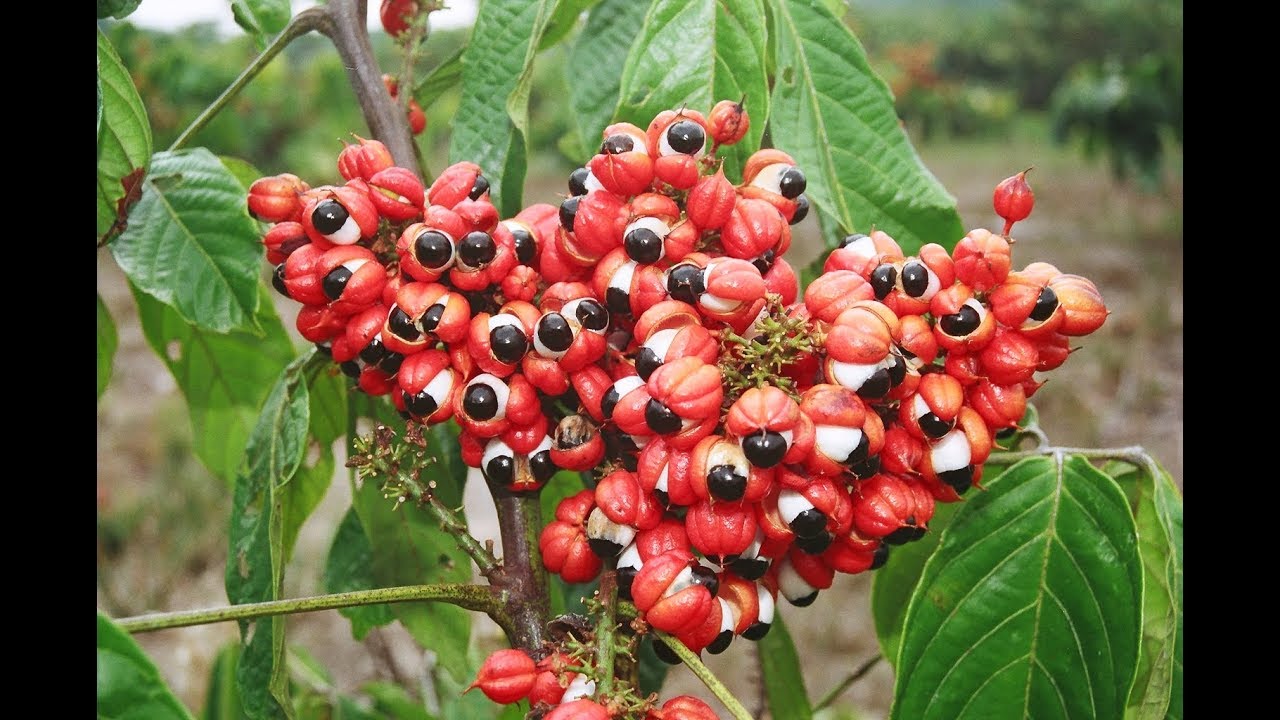 Cultivares e mudas do Guaraná