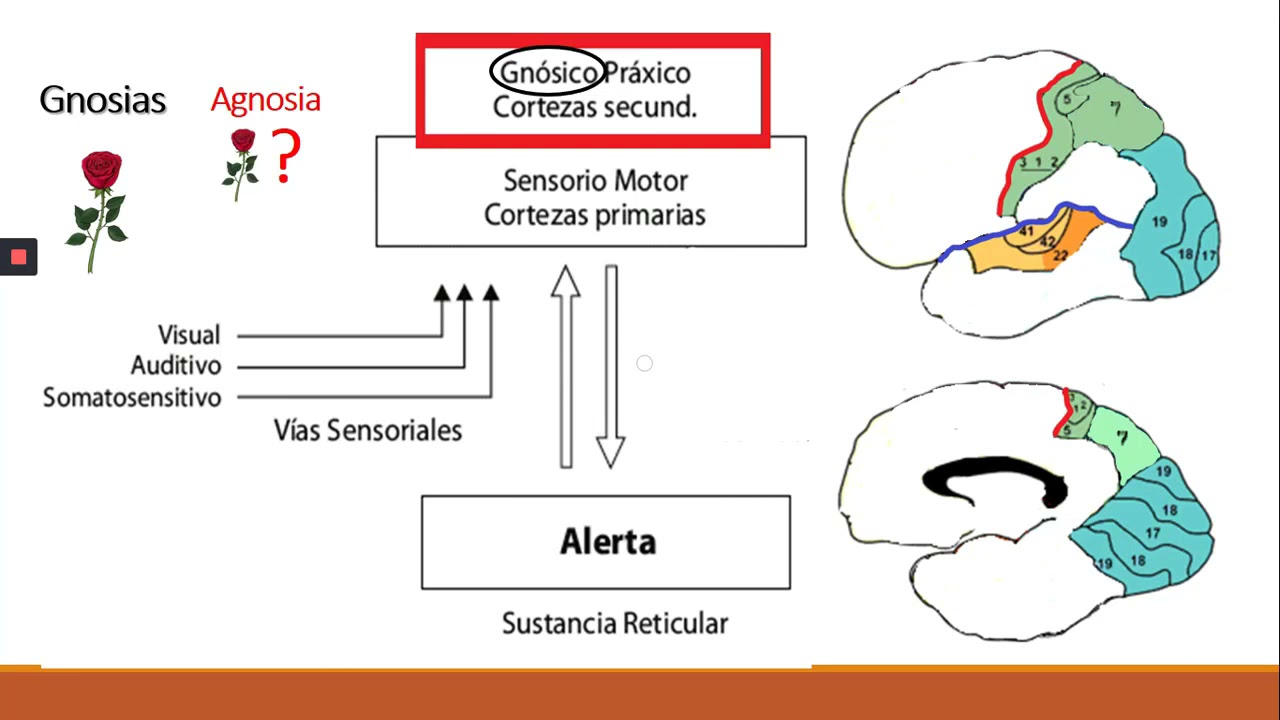 Modelo de Tamaroff y Allegri