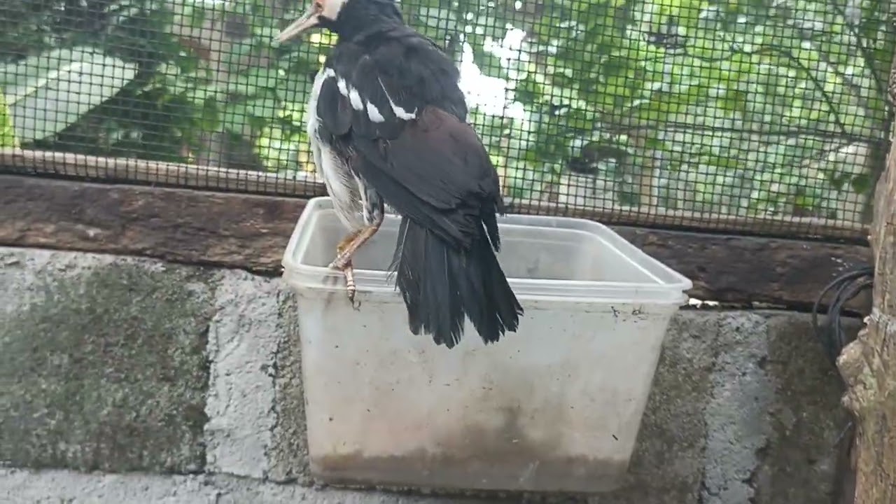 MERAWAT BURUNG JALAK SUREN DI KANDANG AVIARY 