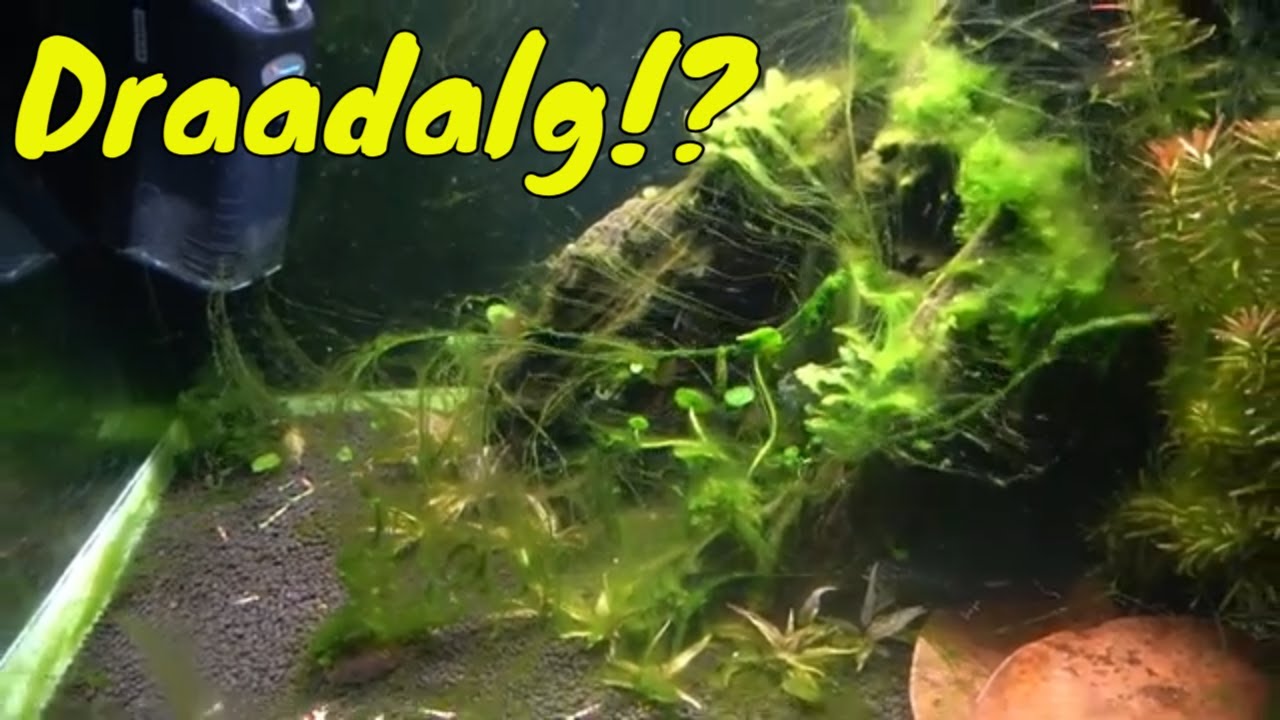 Zit er nog DRAADALG  in de Ramon Swart bak na 3 MAANDEN draaien?!