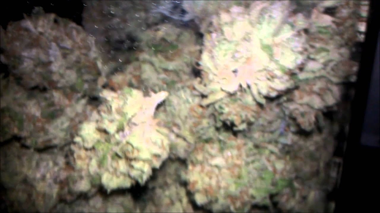 Romulan, Blue Rhino, Permafrost Final Video