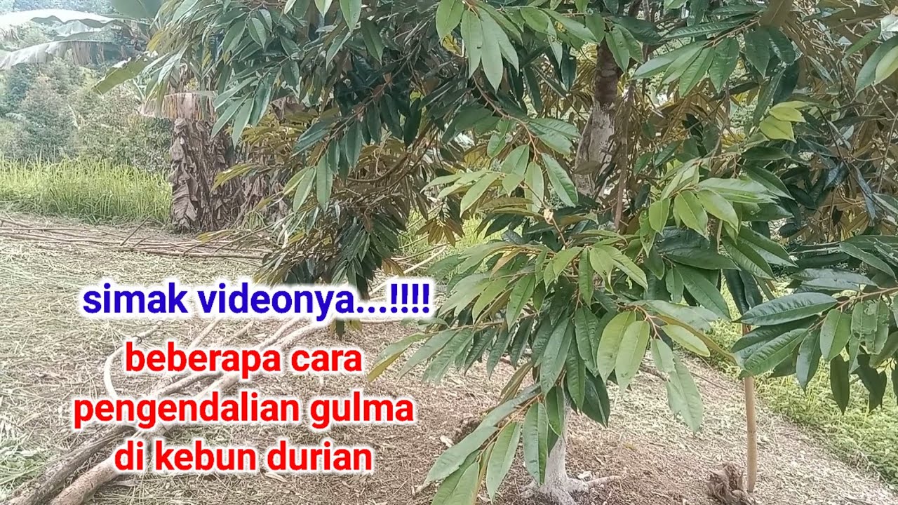 Beberapa cara pengendalian gulma dikebun durian