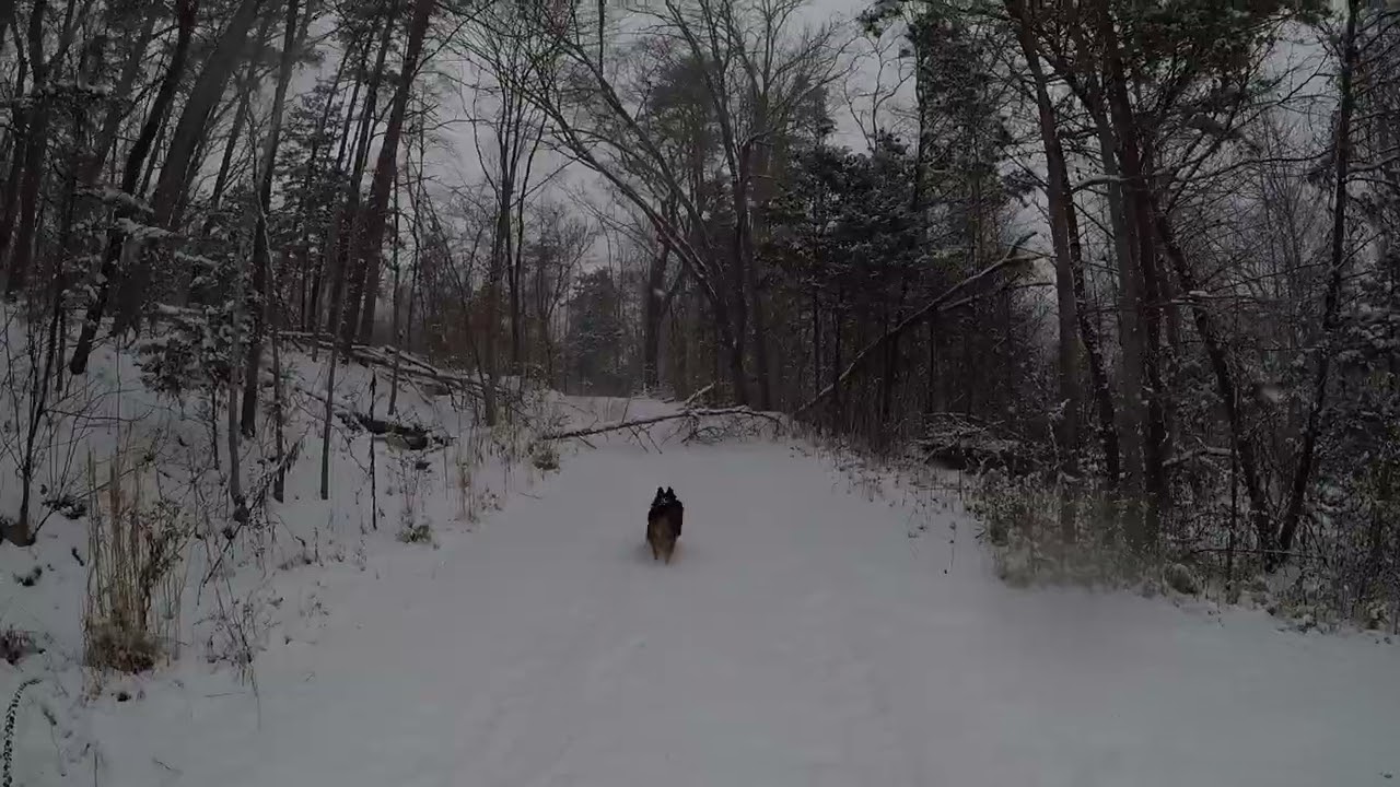 Snow Day in Tellico Plains