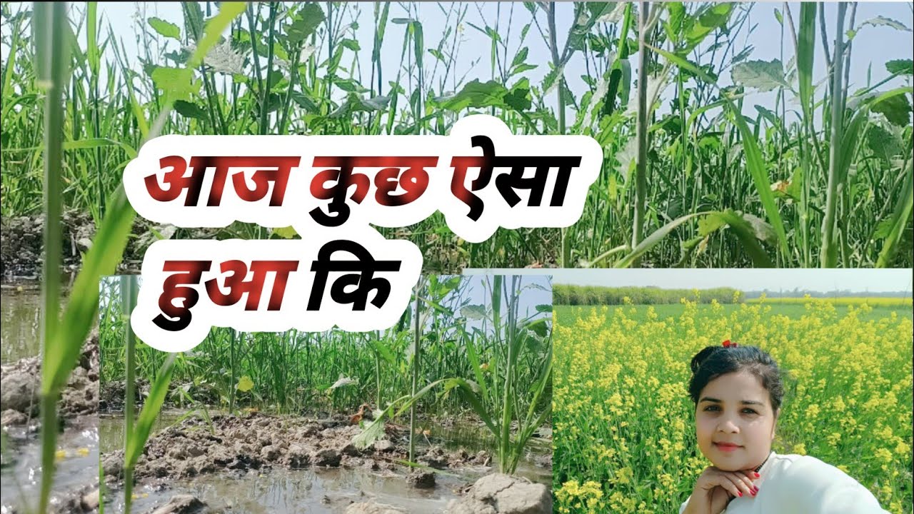 गेहूं की सिंचाई करते समय कुछ ऐसा हुआ कि gehun ki sinchai