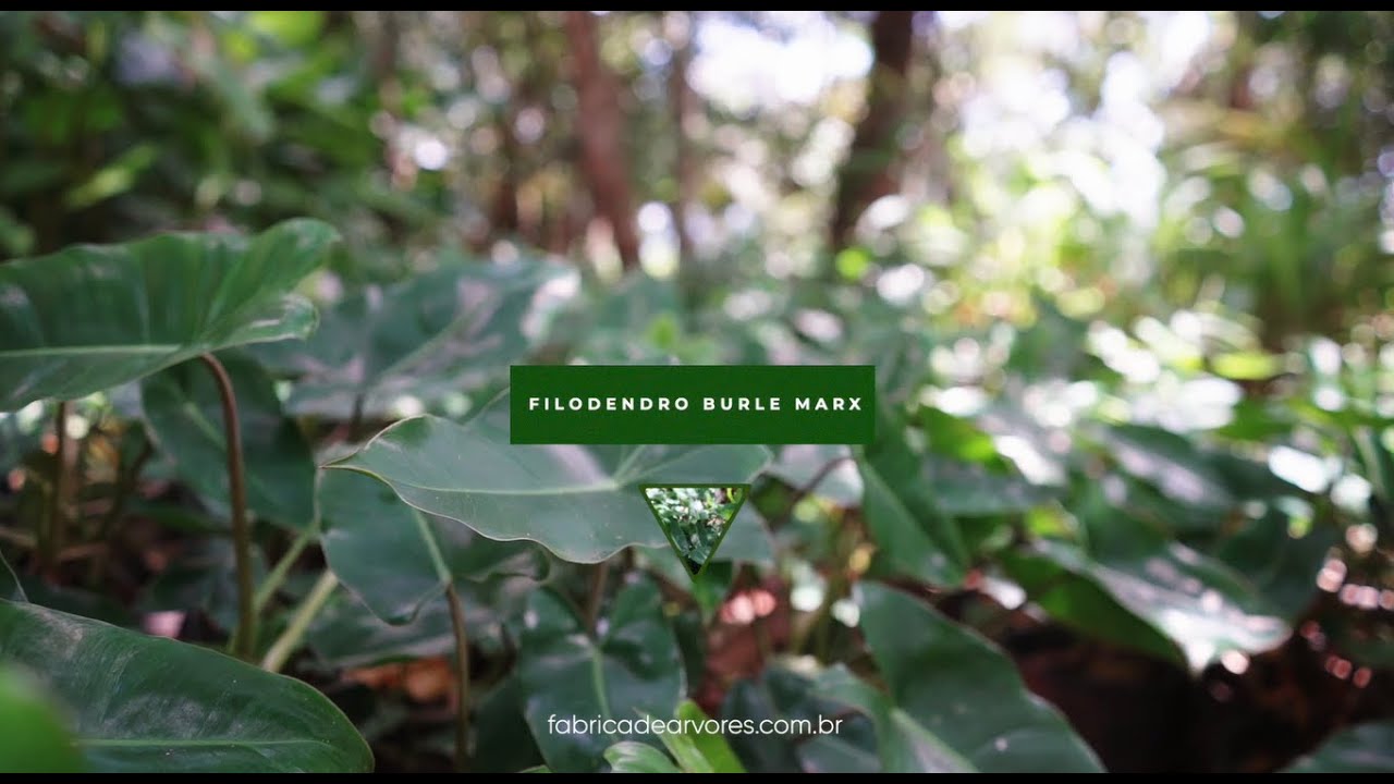 Filodendro Burle Marx