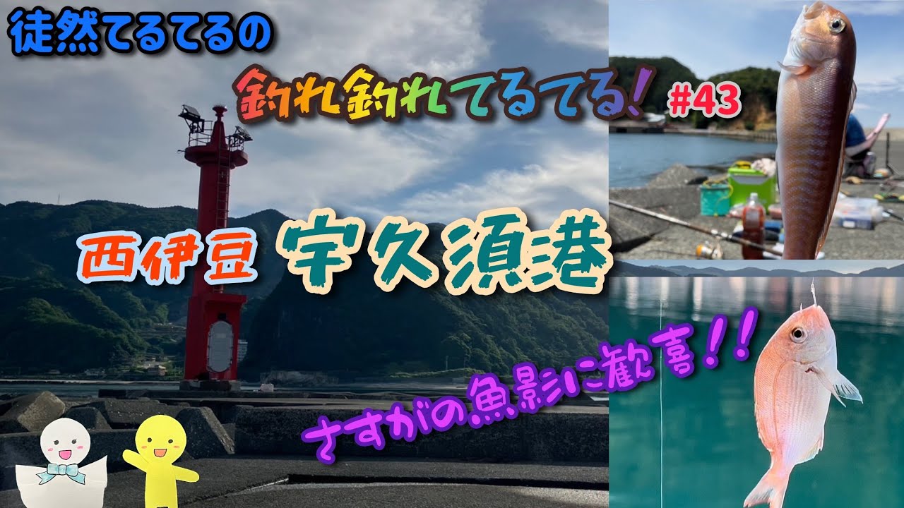 【釣れ釣れてるてる】♯43 西伊豆　宇久須港　前編🚤流石の魚影に歓喜‼️道中の車酔いを乗り越え、たどり着いた宇久須港⚓️藻がすごかった…🪸