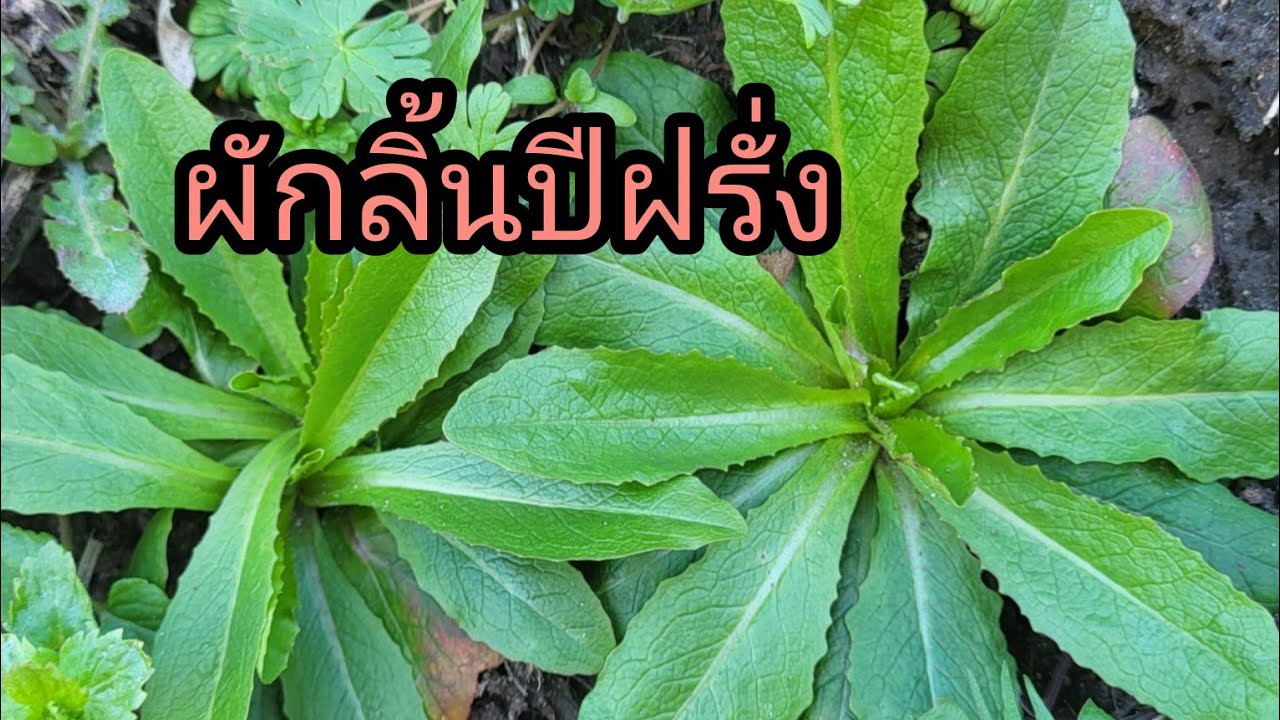 เก็บผักป่าสาระพัดผักตามทุ่งนาต่างแดนมีหลายชนิด