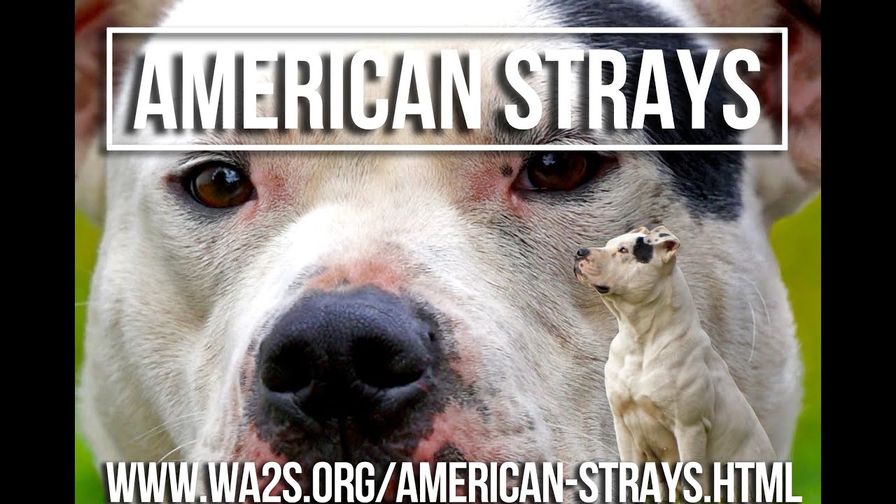 American Strays Project Release of Detroit Dog Data Announcement