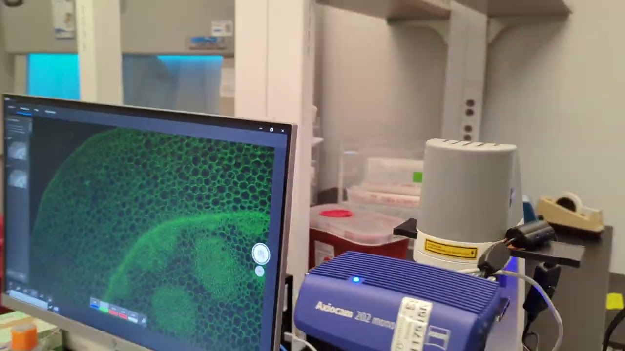 Multi-channel Overlay using Zeiss Labscope software