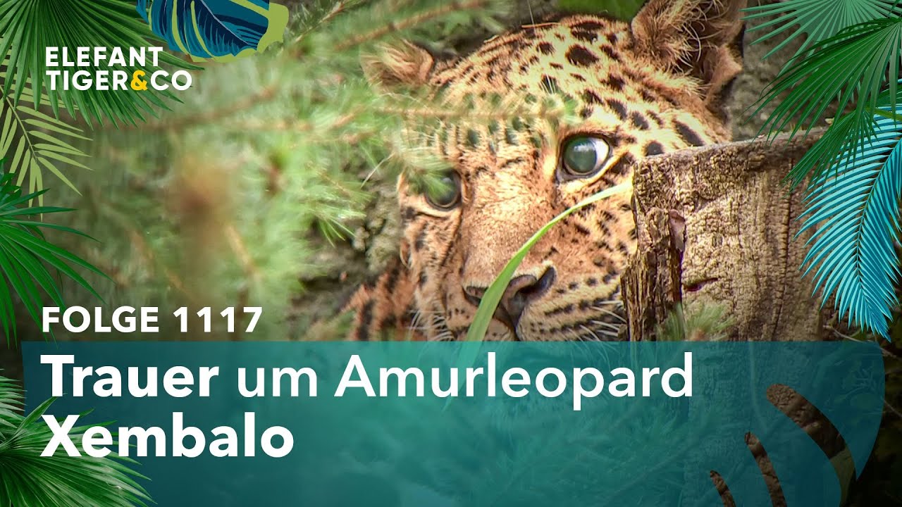 Schwerer Abschied von Amurleopard Xembalo (Folge 1117) | Elefant, Tiger & Co. | MDR