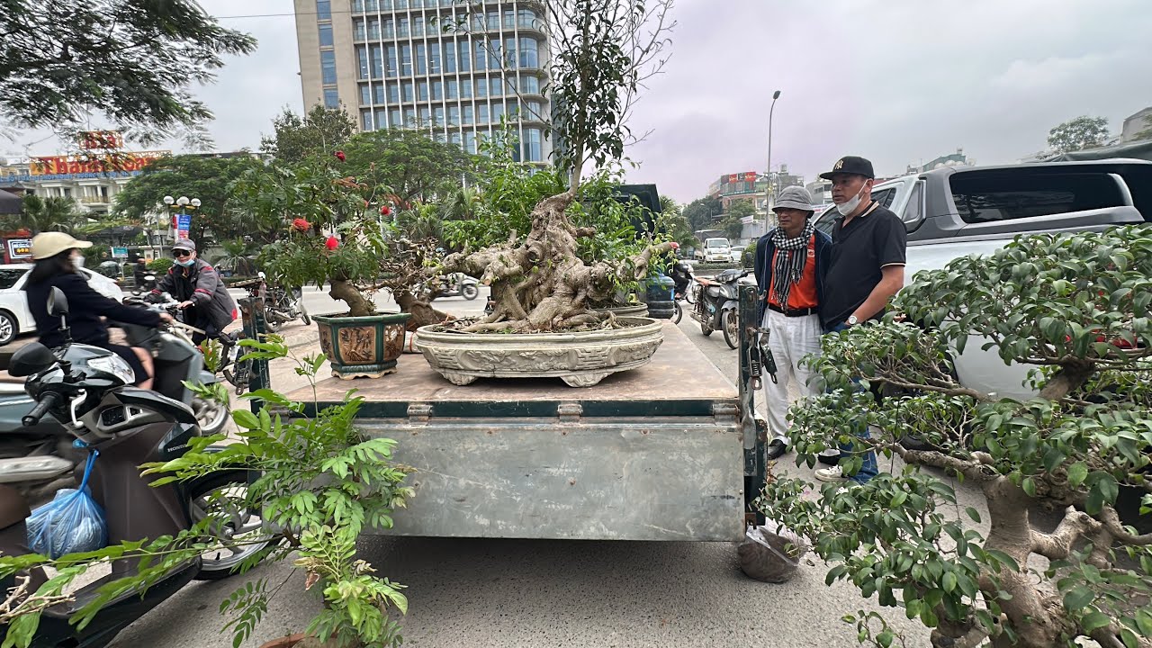 ĐẸP L&Agrave; MẤT NGAY, C&Acirc;Y HOA GIẤY QU&Aacute; PH&Ecirc; CỦA THUẬN - SỐI ĐỘNG CHỢ BONSAI VẠN PH&Uacute;C