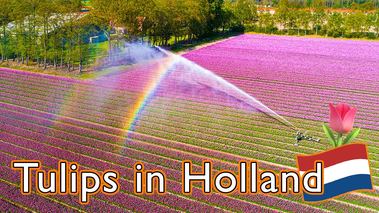 🌷 Tulips in Holland - Flying over amazing colourful tulip fields with the drone.