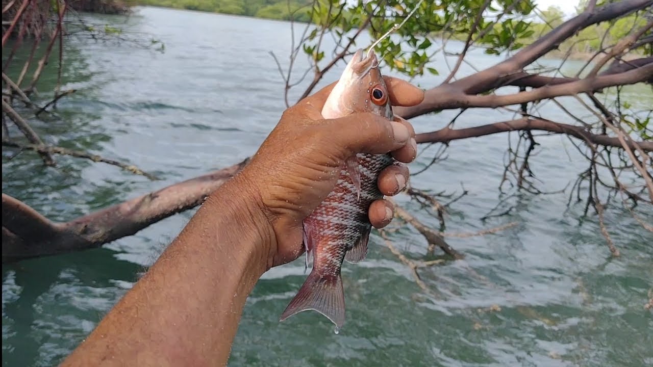 PESCARIA NAS GALHADAS DO MANGUE (ERA SÓ JOGAR A ISCA!)